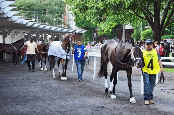 Hermosas Fotos Pura Sangre Tomadas Desde Paddock Del Parque Belmont —  Fotos de Stock