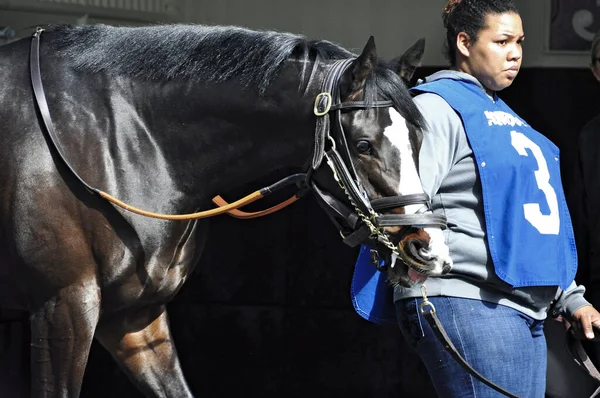 Tiz Long Parti Beau Poulain Noir Avec Feu Blanc Frappant — Photo