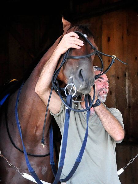 Great picture of trainer Ubillo putting on the training bridle on this precocious bay horse before heading to the Oklahoma training track for their morning exercise and workouts. Fleetphoto 