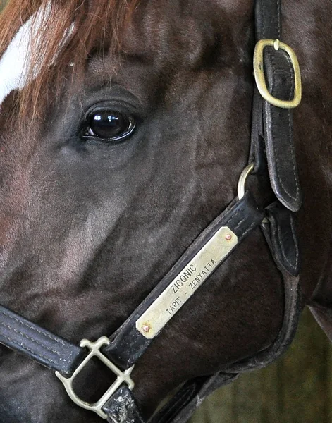 Ziconic Tapit Zenyatta Zenyatta Tapit Soyundan Gelen Güzel Bir Kestane — Stok fotoğraf