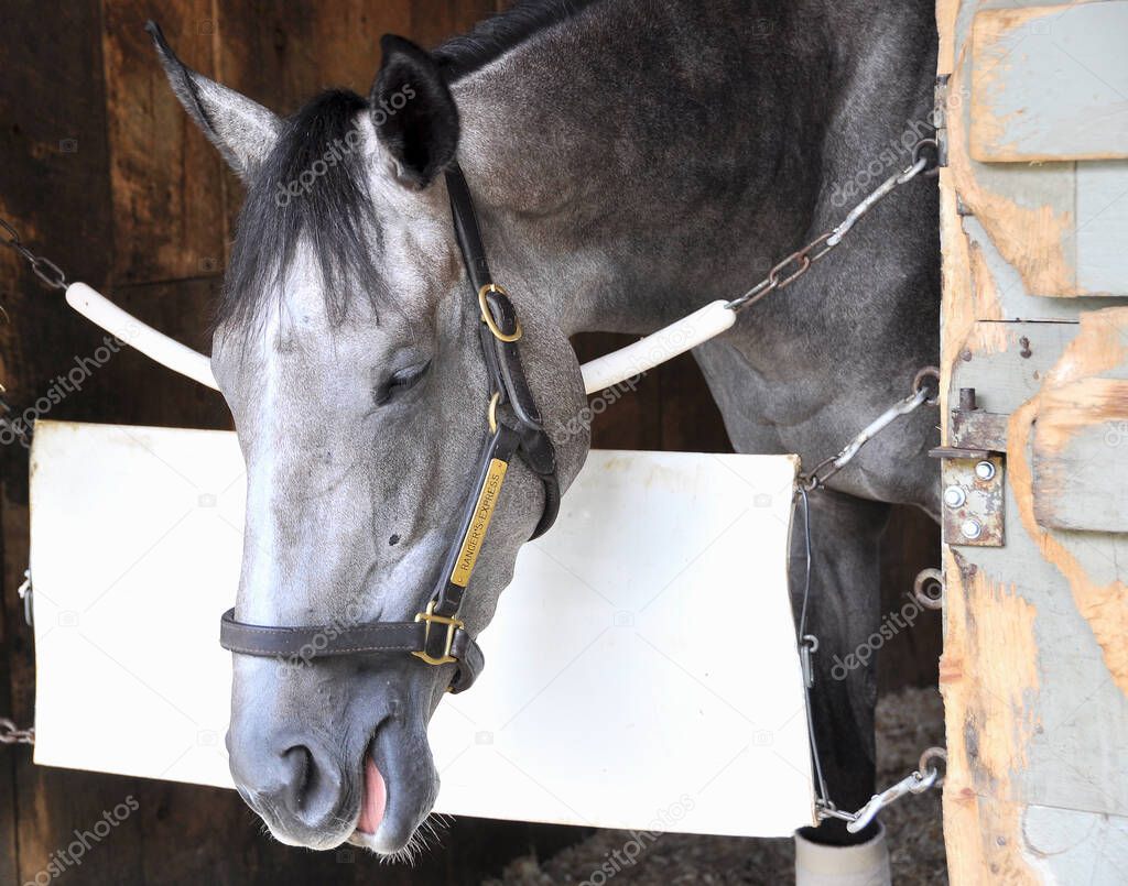 Ranger's Express (NY) Gray/Roan, Mare, FOALED APRIL 28, 2012U S RANGER -ON THE EXPRESSWAY, BY CAHILL ROAD. Shown here in her stall at historic Saratoga. . Fleetphoto