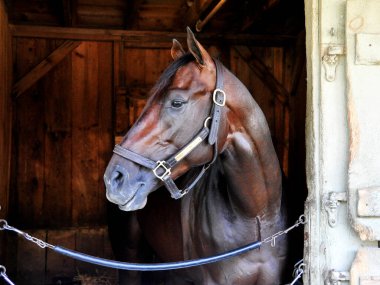 Rekabetçi Edge, Todd Pletcher ambarından çoklu bahis kazananı. Tarihi Saratoga 'daki tezgahının içinden kameraya poz veren güzel bir koyun safkan atı. Filo fotoğrafı