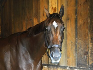Kıvırcık, iki yaşında bir kısrak. Todd Pletcher ambarından çoklu bahisler kazandı. Küçük bir elmas alevi olan güzel bir körfez safkan, tarihi Saratoga 'daki tezgahının içinden kameraya sessizce poz veriyor. Filo fotoğrafı