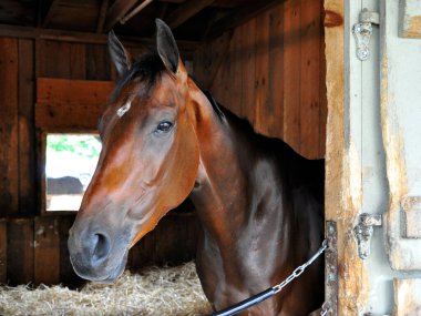 Rachel Valentina, iki yaşında bir kısrak. Todd Pletcher ambarından çoklu bahisler kazandı. Tarihi Saratoga 'daki tezgahının içinden kameraya poz veren güzel bir koyun safkan atı. Filo fotoğrafı