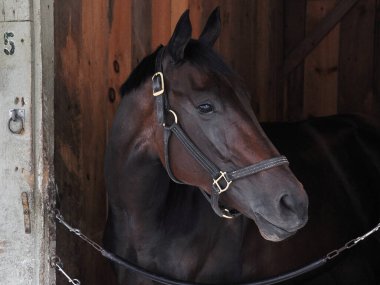 Sınırsız Bütçe, Todd Pletcher ambarından bir sürü bahisçi. Tarihi Saratoga 'daki tezgahının içinden kameraya poz veren güzel bir koyun safkan atı. Filo fotoğrafı