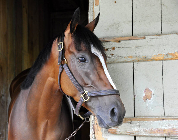 Latino Trail, a handsome bay thoroughbred with a solid white bold blaze inside his stall at historic Saratoga. Fleetphoto