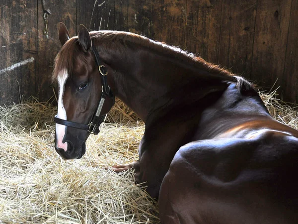 Madefromlucky,, a stunning chestnut  thoroughbred with a solid white bold blaze, taking it easy as he rests on on fresh bed of straw from inside his stall at historic Saratoga. Fleetphoto