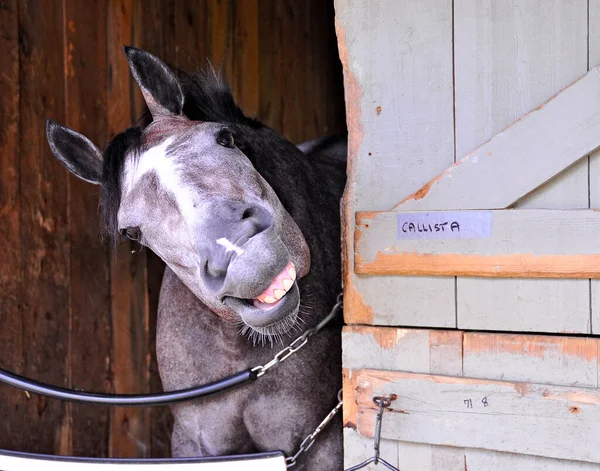 Callista Een Prachtig Grijs Roan Merrieveulen Van Super Sire Tapit — Stockfoto