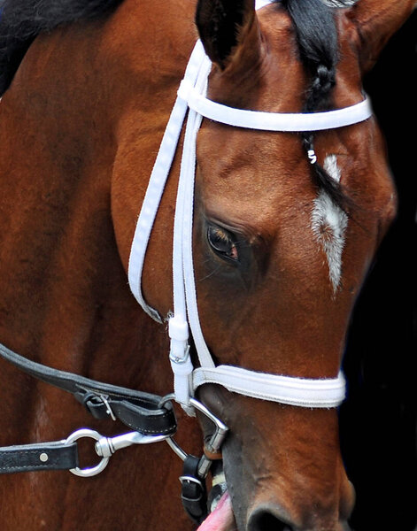 Kitten's Queen as a 2 year old filly, a multiple stakes winner wearing a white nylon bridle. A beautiful bay thoroughbred with  a small diamond blaze,  posing quietly for the camera from historic Saratoga. Fleetphoto