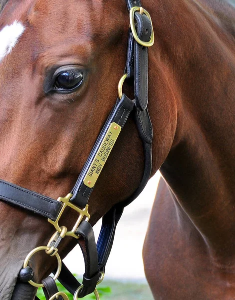 Saratoga Daki Yıllık Fasig Tipton Yearling Satışlarında Giant Causeway Alıcılara — Stok fotoğraf