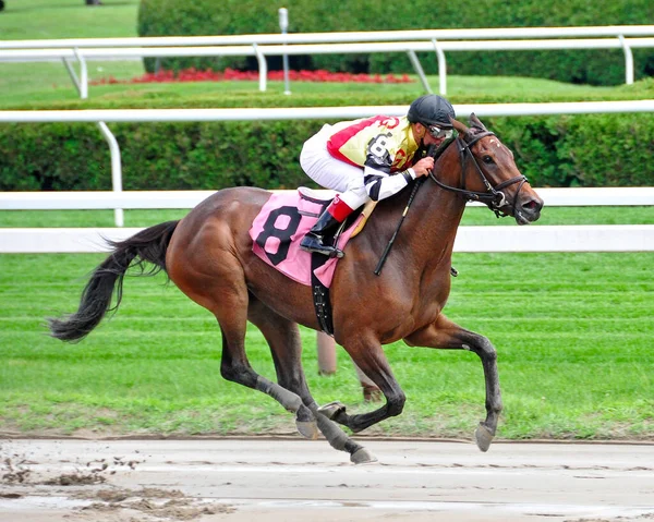 Fantastické Horse Racing Fotky Saratoga Jako Tento Vynikající Bahenní Běžec — Stock fotografie