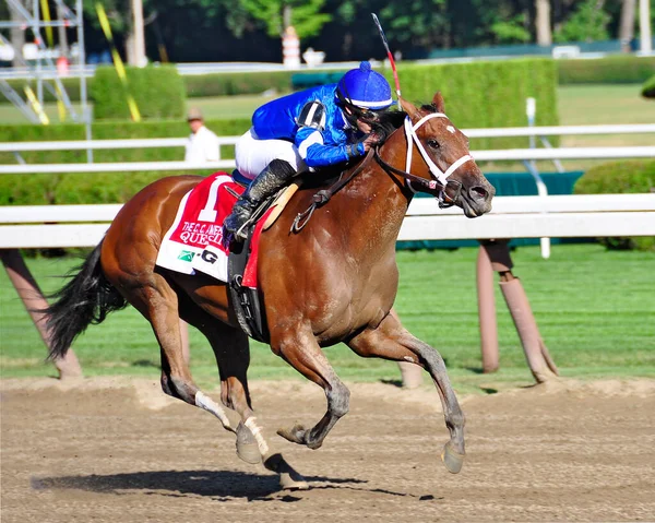 Beautiful Bay Year Old Filly Questing Winning Coaching Club American — Stock Photo, Image