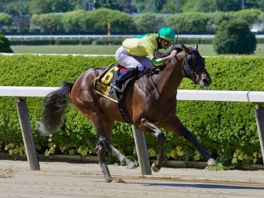 Speedy River Dog 'da Jose Ortiz, New York Bred Colt' un koyu koyu körfezi, Mike Lee kazığında zafere doğru ilerliyor. Şampiyonların taç giydiği bu ikonik yarış pistinden harika bir at yarışı fotoğrafı. Filo fotoğrafı