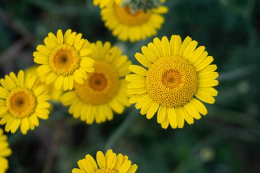 piccole margherite gialle in giardino, sfondo verde sfocato, oizzontale