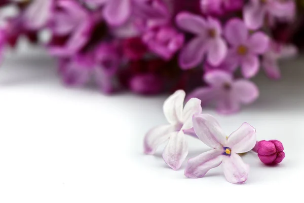 Flor de lilás - Flores de Macro-Primavera — Fotografia de Stock