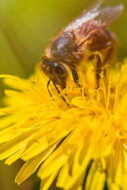 Karahindiba - makro arıya