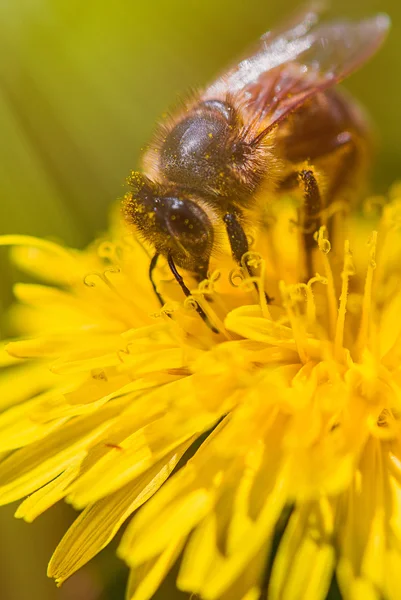 Karahindiba - makro arıya
