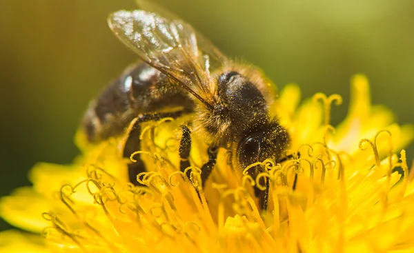 Bee on dandelion - Macro — Stock Photo, Image