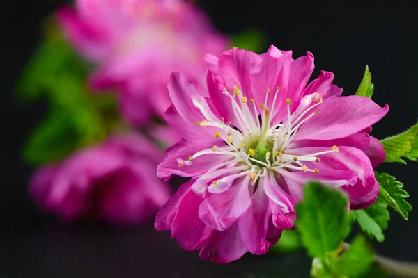 Japanska körsbär blommor isolerade makro — Stockfoto