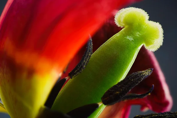 Faded Tulip flower - macro photo — Stock Photo, Image
