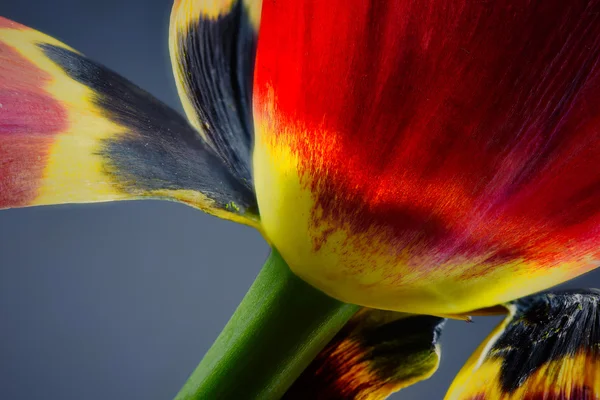 Flor de tulipa desbotada - foto macro — Fotografia de Stock