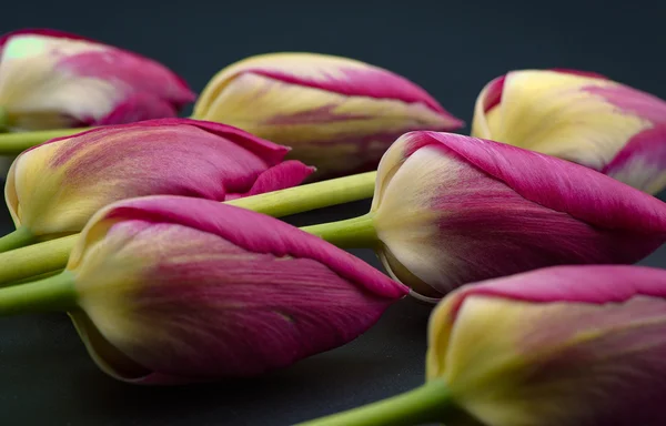 Flor de tulipa - foto macro — Fotografia de Stock