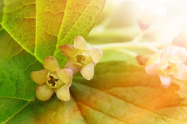 Schwarze Johannisbeerblüten - Makrofotografie — Stockfoto