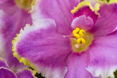 menekşe çiçeği yakın - makro fotoğrafçılık