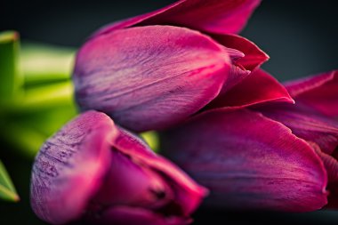 Lale çiçek - makro fotoğraf