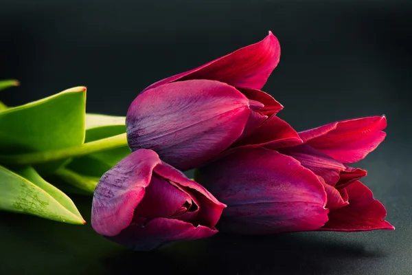 Flor de tulipa - foto macro — Fotografia de Stock