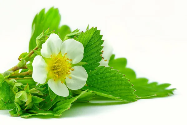 strawberry flower and leaves isolated