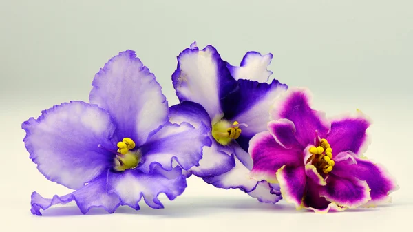 Fialky květiny zavřít nahoru - makro fotografie — Stock fotografie