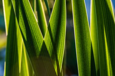 taze yeşil bahar çimen