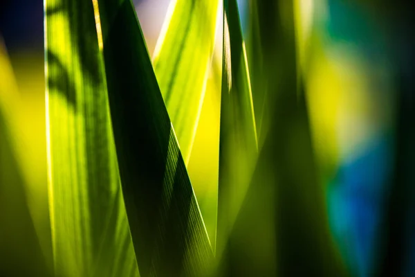 Herbe de printemps verte fraîche — Photo