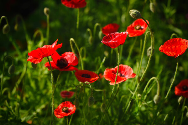 Red Poppy and Bud - field flower