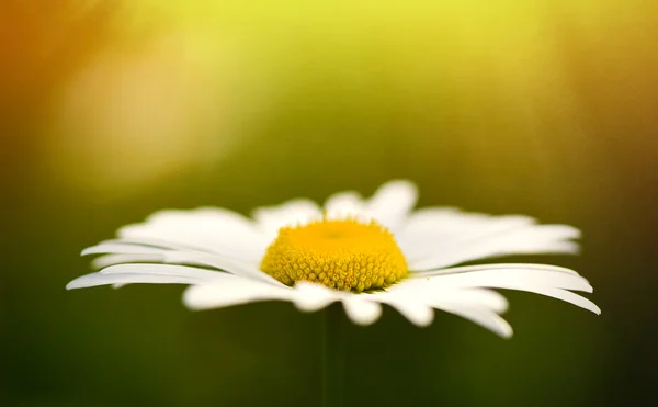 Gebied van daisy bloemen - wit wilde bloem — Stockfoto