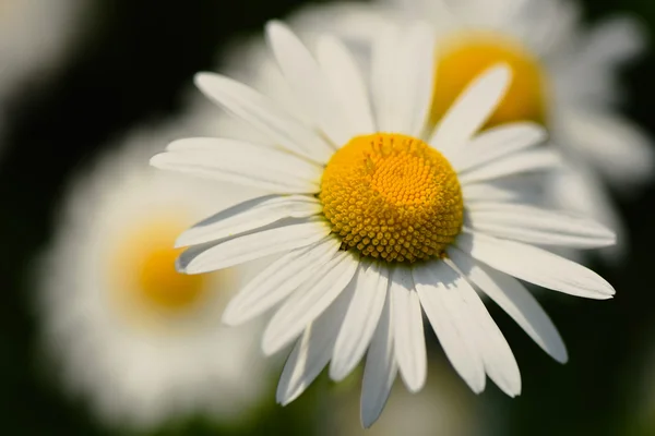 Field of daisy flowers - white wild flower — Stock Photo, Image