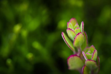 Makro fotoğraf kıyı tesisi
