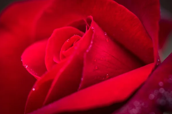 Close up macro shot de uma rosa vermelha molhada — Fotografia de Stock