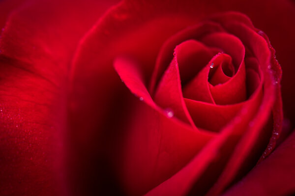 A close up natural macro shot of a wet ed rose