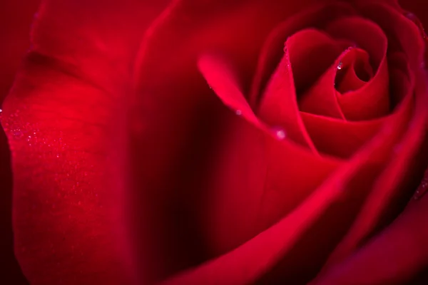 Close up macro shot de uma rosa vermelha molhada — Fotografia de Stock