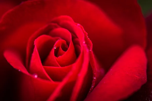 Close up macro shot de uma rosa vermelha molhada — Fotografia de Stock