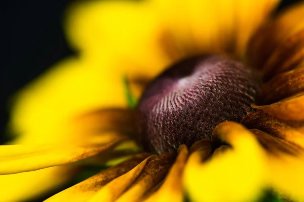 Fleur de cône sur le fond noir — Photo