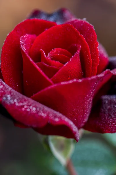 Close up macro shot de uma rosa vermelha molhada — Fotografia de Stock