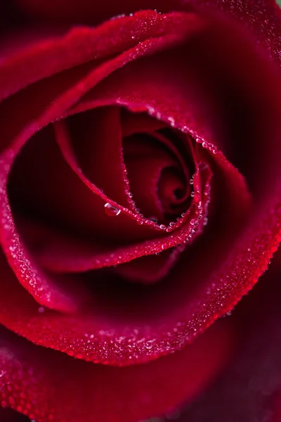 Close up macro shot de uma rosa vermelha molhada — Fotografia de Stock