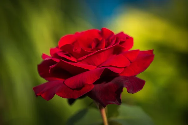 Fechar macro tiro de uma rosa vermelha — Fotografia de Stock