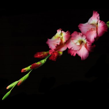 Glayöl siyah bir zemin üzerine