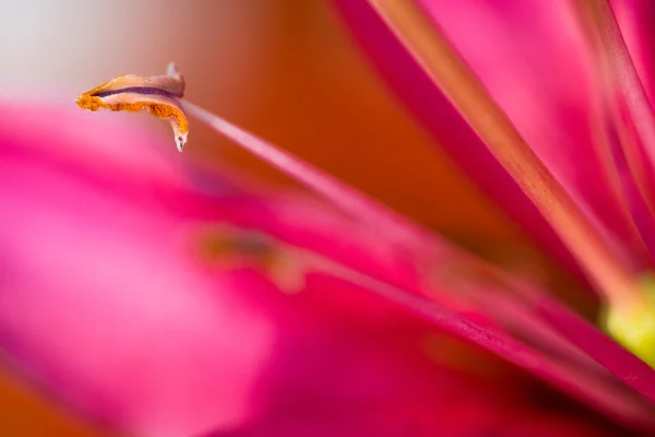 Close up van roze lily. selectieve aandacht — Stockfoto