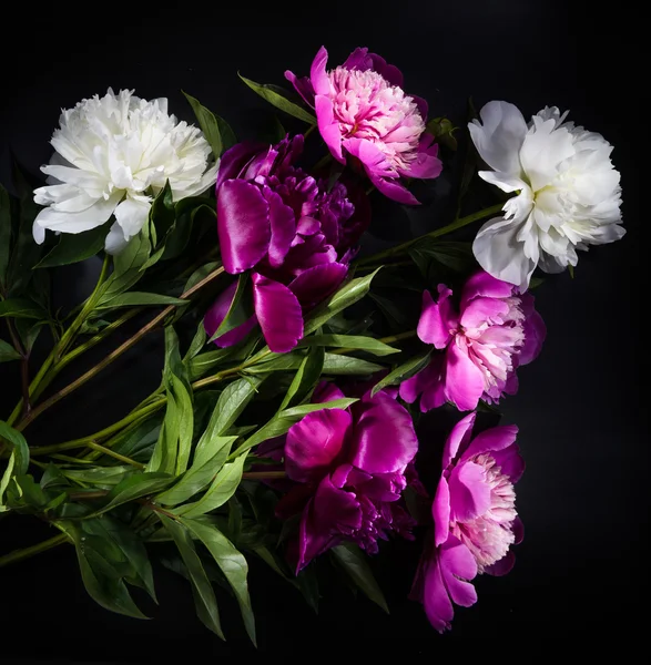 Peônia flor no fundo preto — Fotografia de Stock