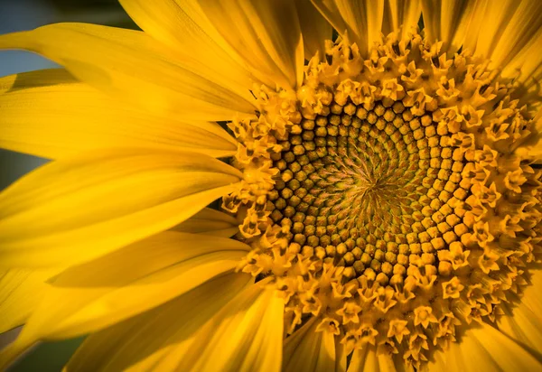 Vibrant yellow and orange macro of a sunflower — Stock Photo, Image